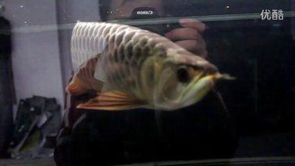 龍魚會(huì)咬魟魚嗎：龍魚會(huì)咬魟魚嗎？