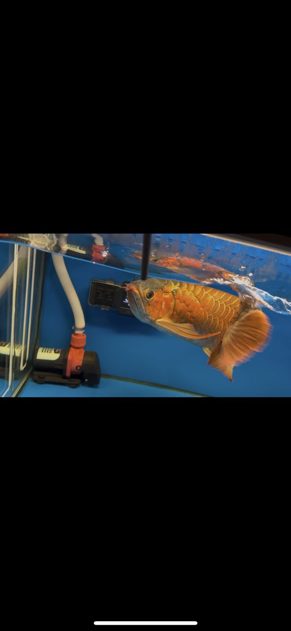 三無產品,可惜長短胡子了 龍魚論壇 第1張 三無產品,可惜長短胡子了 三無產品,可惜長短胡子了 龍魚論壇 第1張