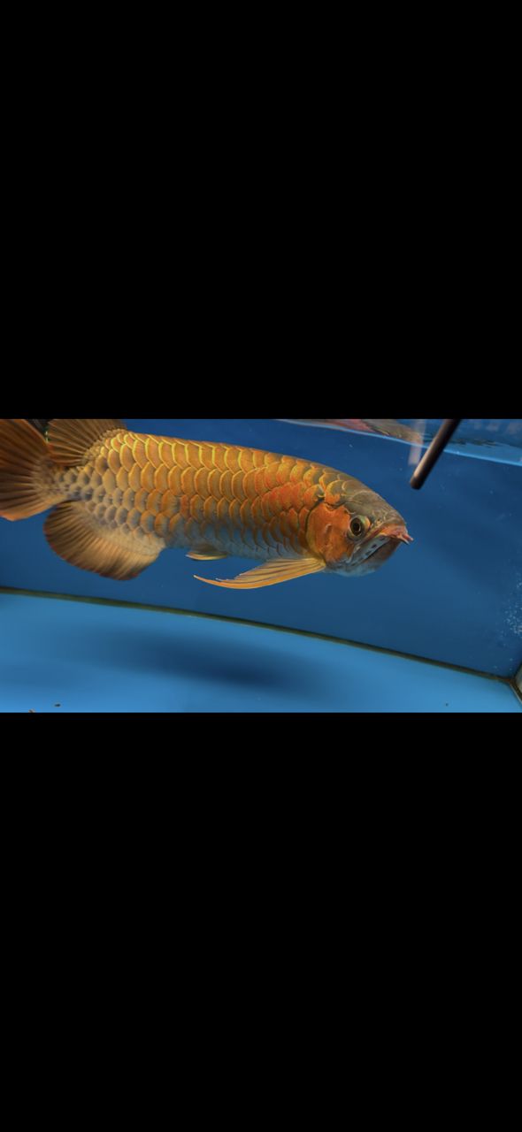 三無產品,可惜長短胡子了 龍魚論壇 第2張 三無產品,可惜長短胡子了 三無產品,可惜長短胡子了 龍魚論壇 第2張