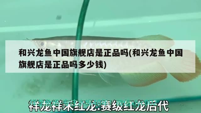 和興龍魚中國旗艦店是正品嗎(和興龍魚中國旗艦店是正品嗎多少錢)