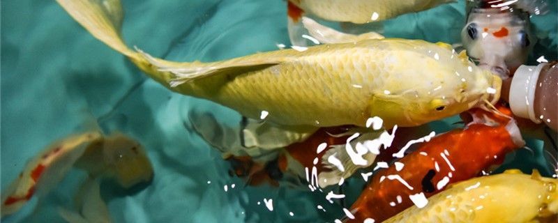 什么觀賞魚(yú)壽命長(zhǎng)錦鯉能活多少年