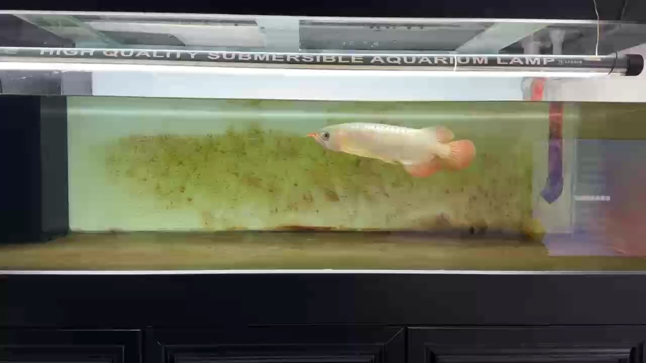 入缸2個半月伊薩庫 入缸2個半月伊薩庫 龍魚論壇