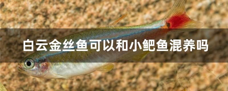 合肥哪里有賣魚缸架的地方（安徽省合肥市有魚缸批發嗎?）