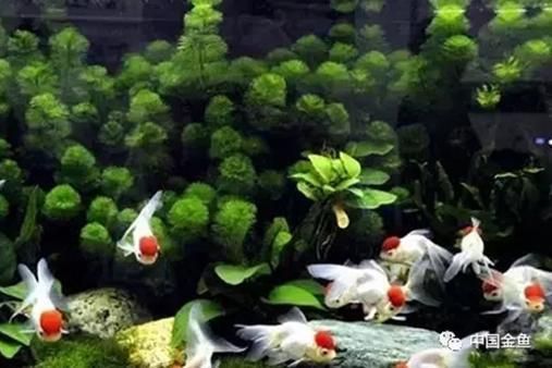 有點像龍魚的叫什么魚圖片：探尋酷似龍魚的神秘水族