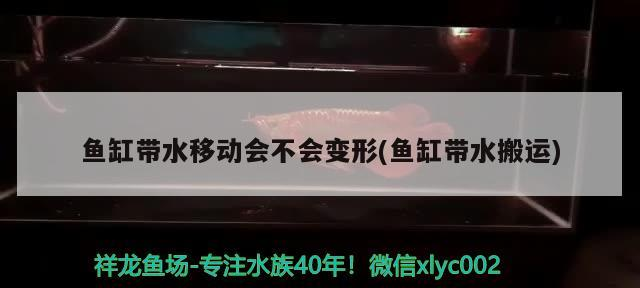 龍魚干蝦有營養嗎 魚缸帶水移動會不會變形(魚缸帶水搬運) 元寶鳳凰魚百科 魚缸帶水移動會不會變形(魚缸帶水搬運) 魚缸帶水移動會不會變形(魚缸帶水搬運) 元寶鳳凰魚百科
