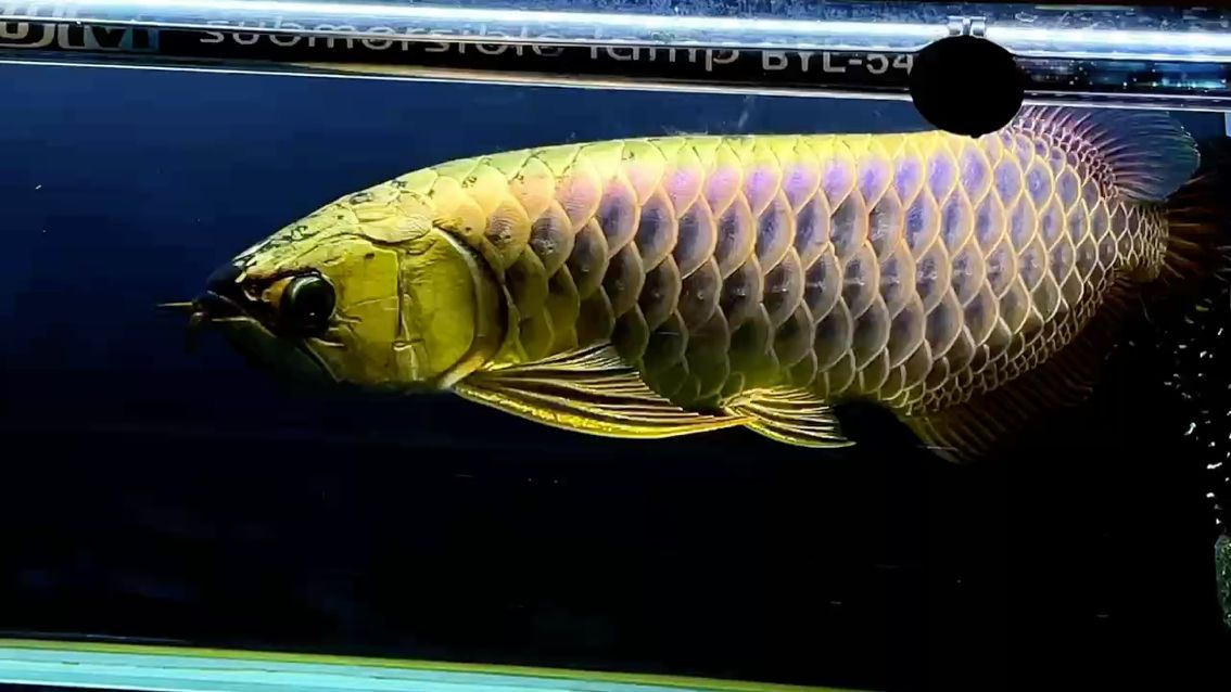 點個關注分享AG琥珀金鯊魚嘴