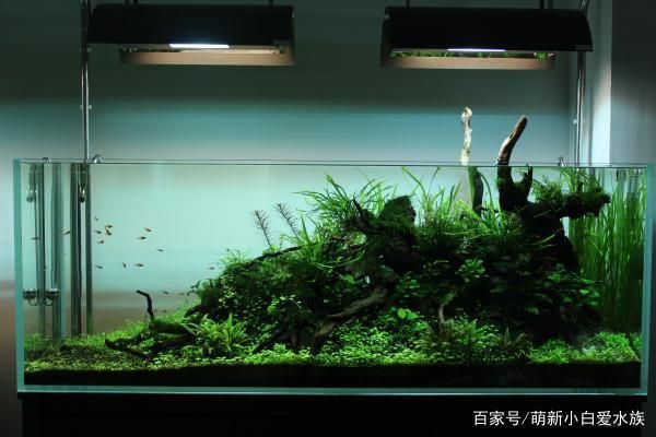 紅龍魚有幾個(gè)品種的圖片大全(紅龍魚有多少個(gè)品種)