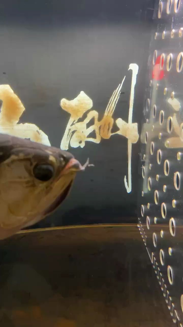 含卵第三天公魚有驅趕母魚的行為 隔開了