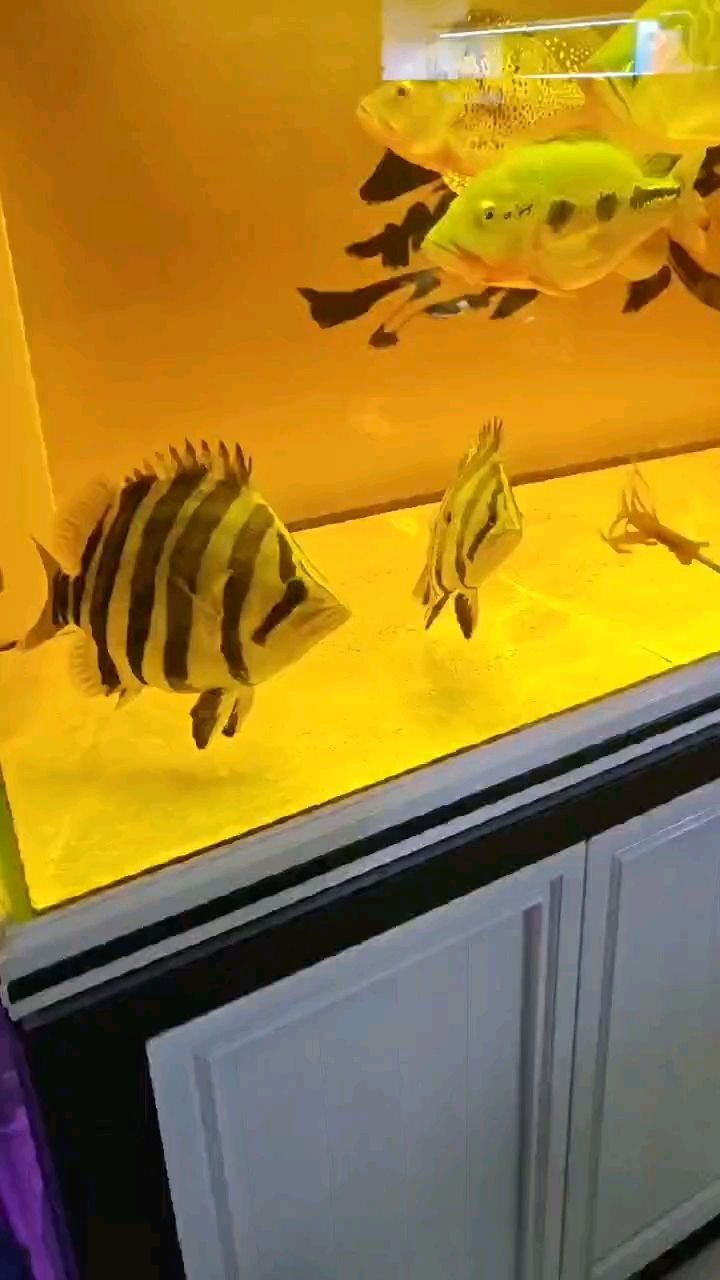 這個(gè)虎魚(yú)白缸更漂亮 這個(gè)虎魚(yú)白缸更漂亮 龍魚(yú)論壇