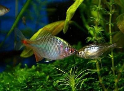 觀賞魚鳑鲏類似的魚（原生與外來觀賞魚的區(qū)別）