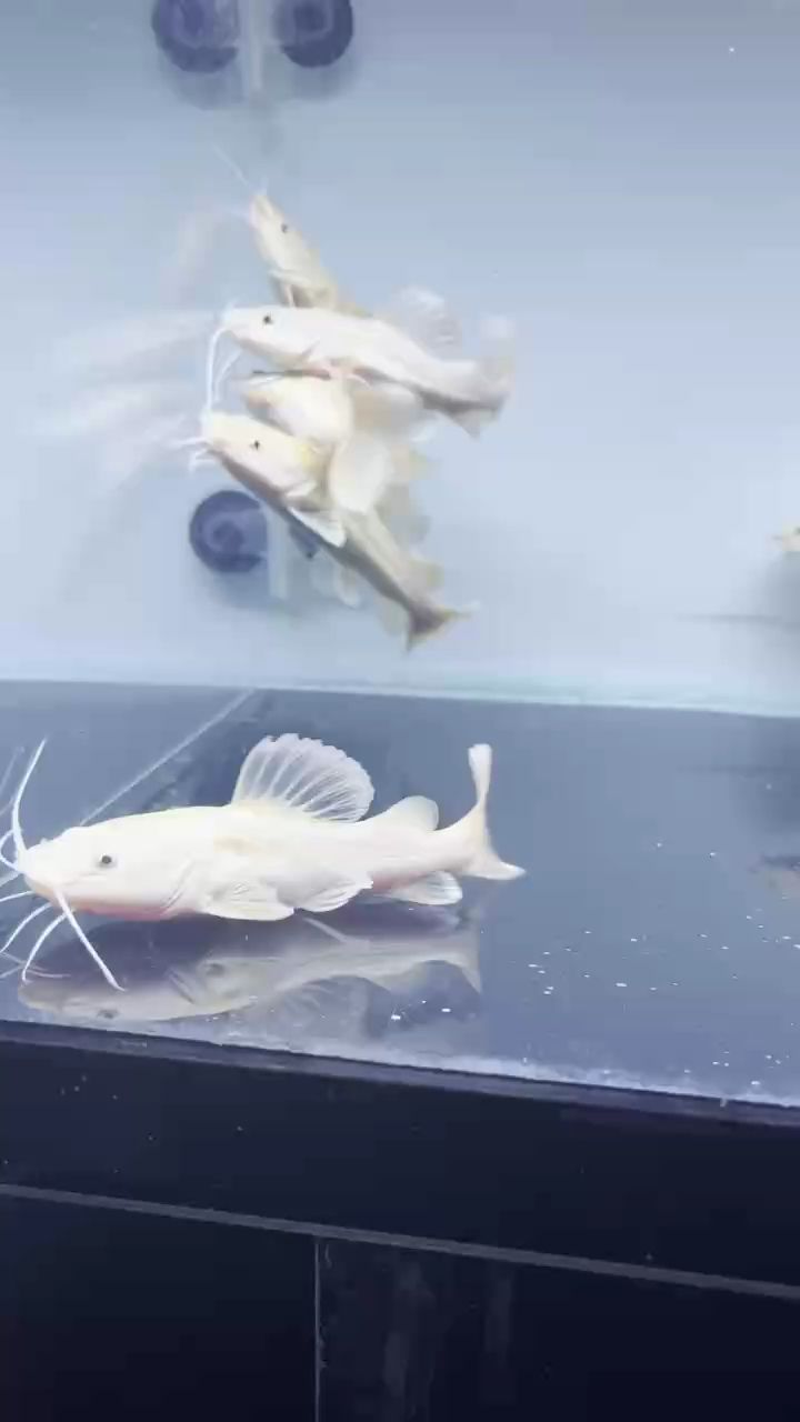 黃金招財貓14~15cm