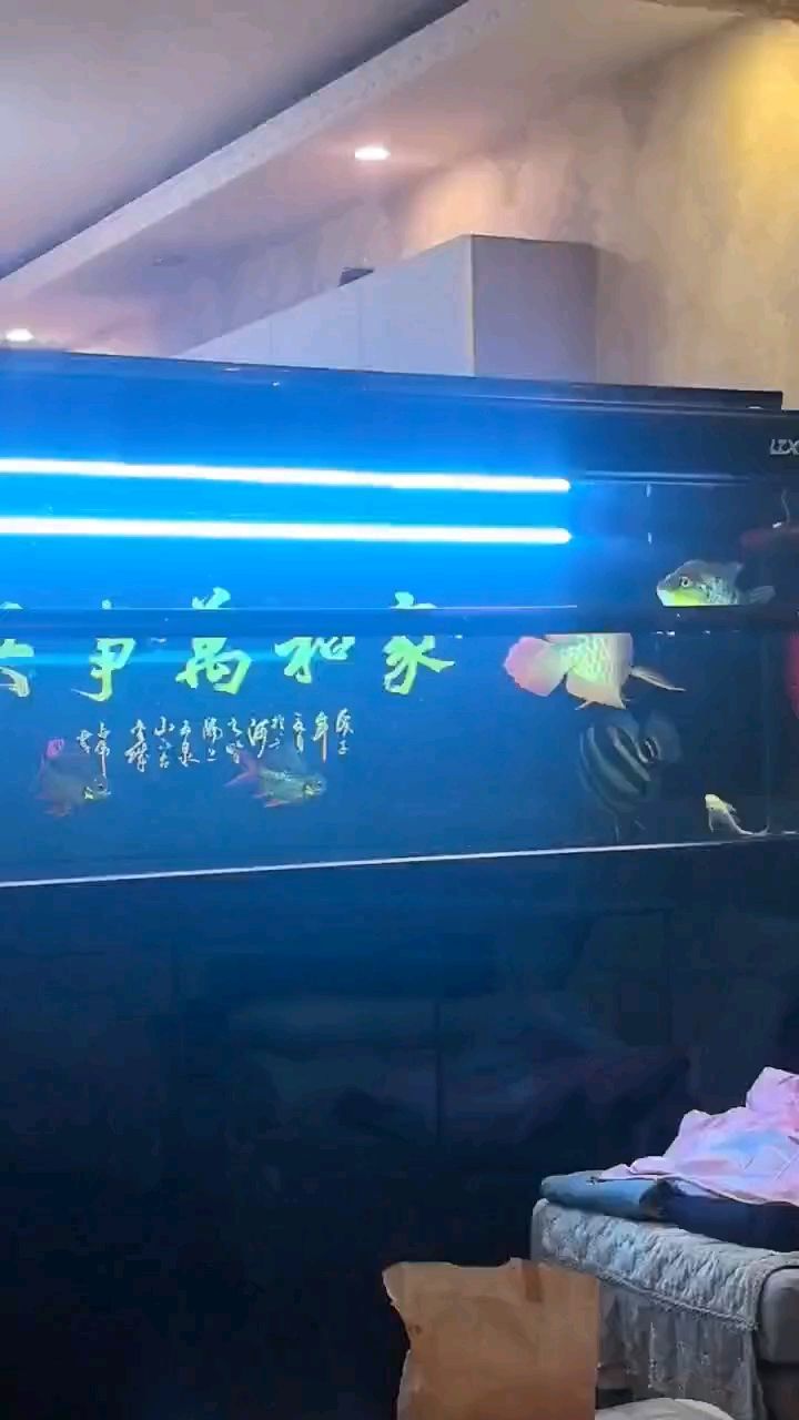 就是個明 就是個明 龍魚論壇