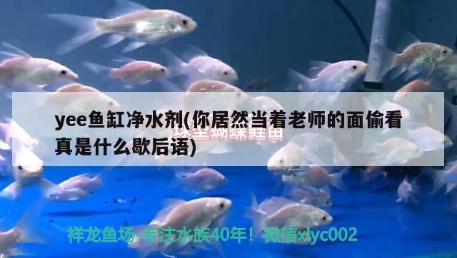 yee魚缸凈水劑(你居然當(dāng)著老師的面偷看真是什么歇后語) yee魚缸凈水劑(你居然當(dāng)著老師的面偷看真是什么歇后語) yee
