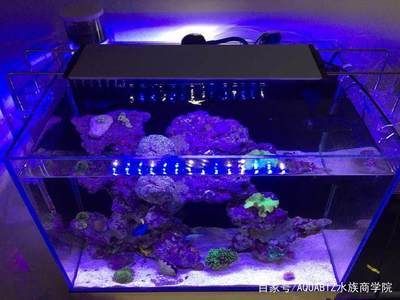 60魚缸多大：60厘米的魚缸尺寸和容量選擇需要考慮到其他因素 60魚缸多大：60厘米的魚缸尺寸和容量選擇需要考慮到其他因素 魚缸百科 第2張