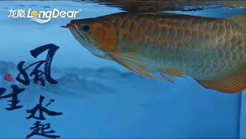 轉發703 轉發703 龍魚論壇