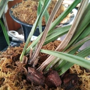 用彩鉛畫金龍魚教程：彩鉛繪金龍，筆下的靈動與色彩之舞