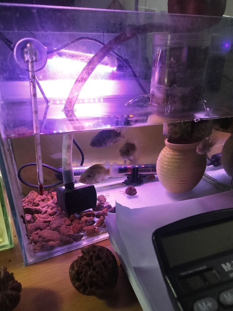 養魚苗的缸開始