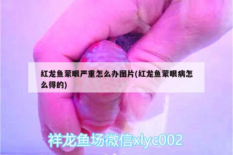 紅龍魚蒙眼嚴重怎么辦圖片(紅龍魚蒙眼病怎么得的)