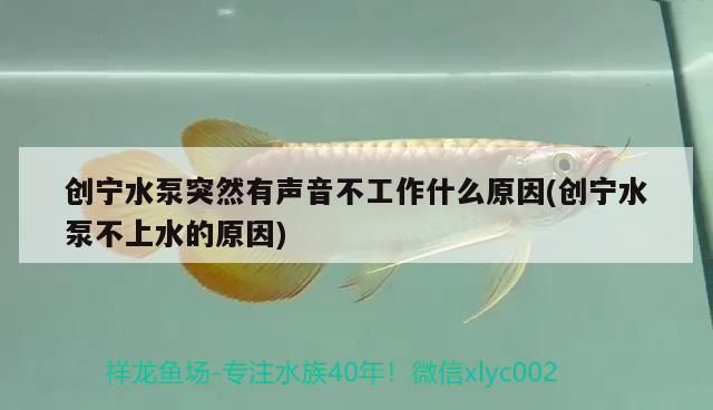 創(chuàng)寧水泵突然有聲音不工作什么原因(創(chuàng)寧水泵不上水的原因)