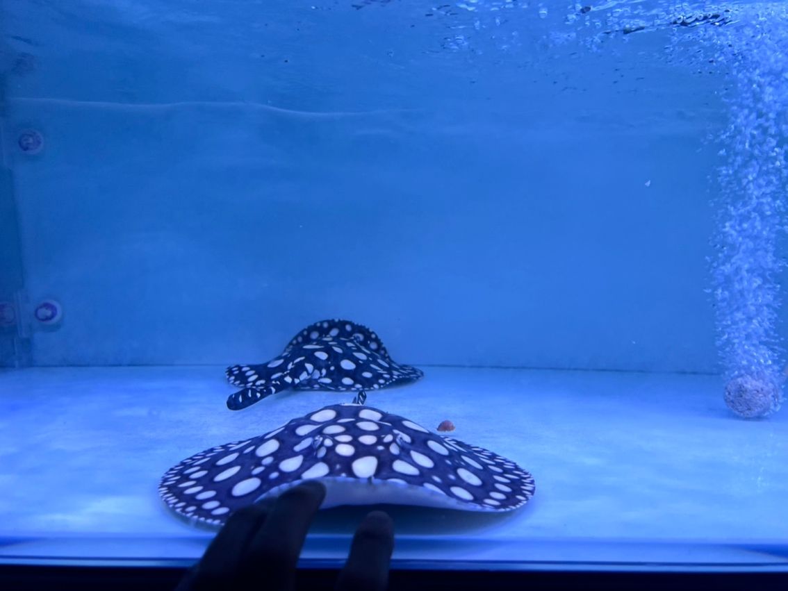 母 母 龍魚論壇 第1張