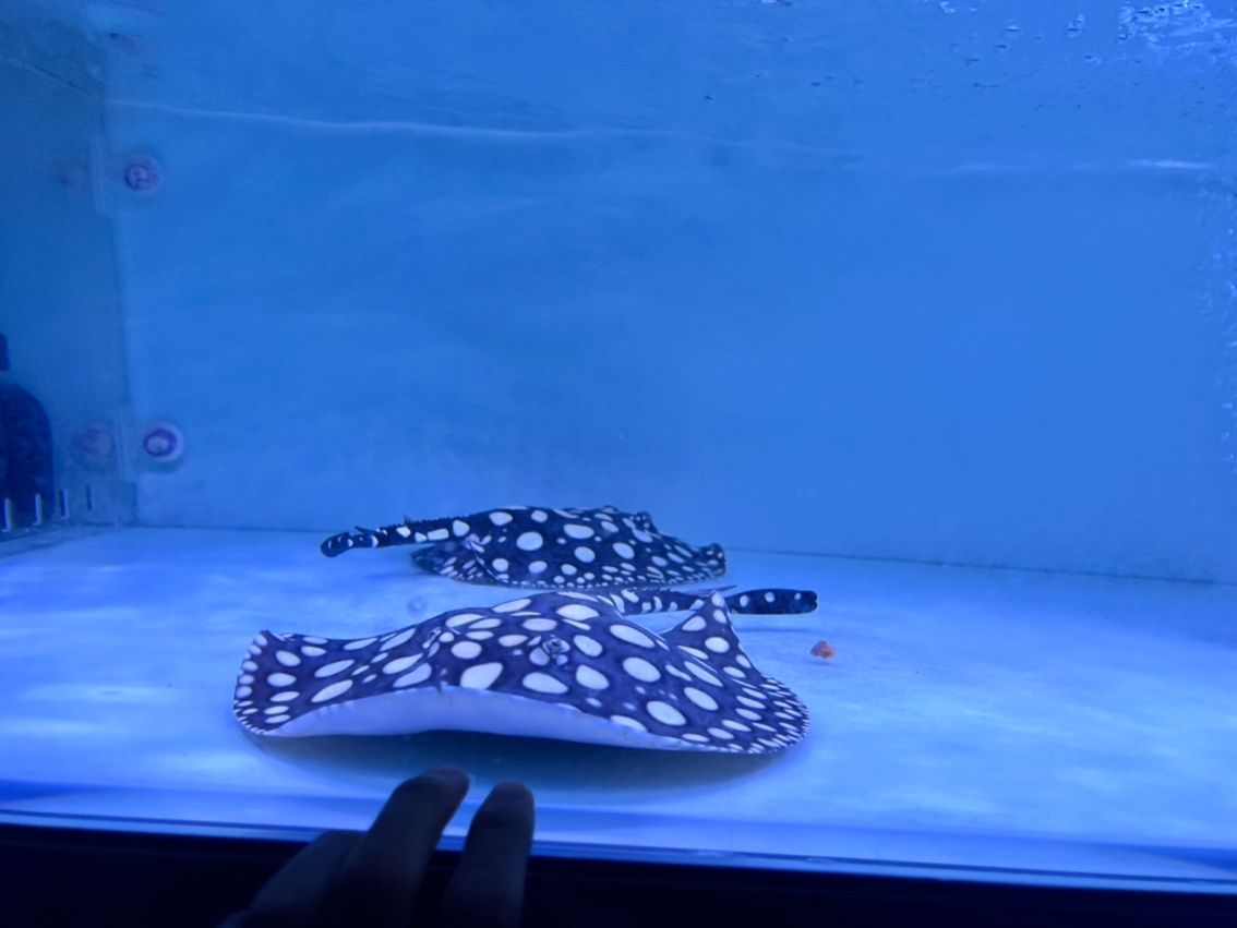 母 母 龍魚論壇 第2張