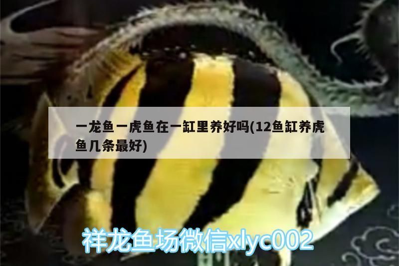 一龍魚一虎魚在一缸里養好嗎(12魚缸養虎魚幾條最好)