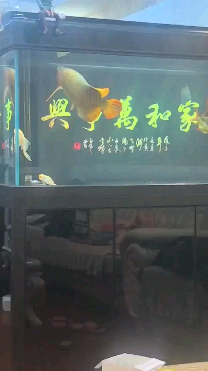 就是不吃 就是不吃 龍魚論壇
