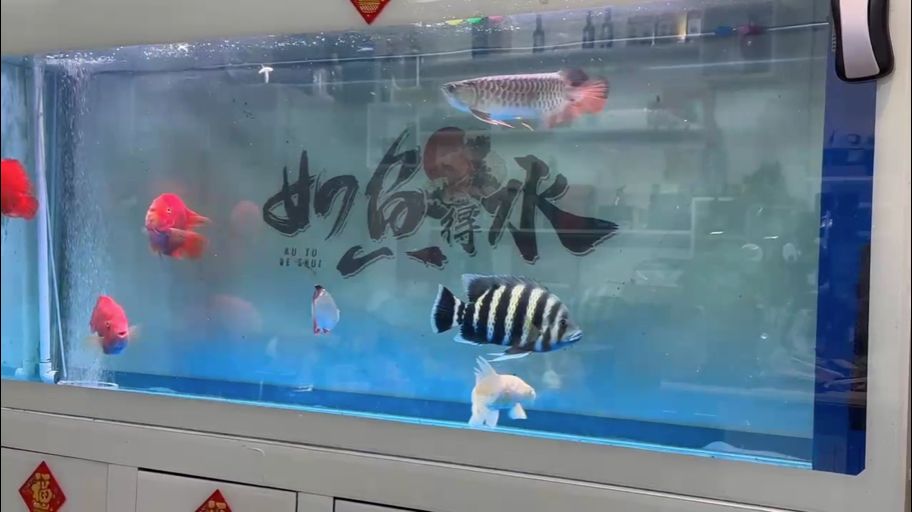 沒有情人、只有魚 沒有情人、只有魚 龍魚論壇