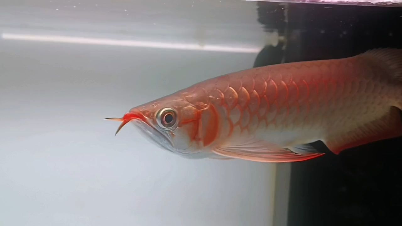 五個月打卡