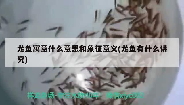 龍魚掛件有什么寓意vs祥龍魚場：祥龍魚場龍魚掛件在中國傳統文化中具有豐富的寓意和象征意義 龍魚掛件有什么寓意vs祥龍魚場：祥龍魚場龍魚掛件在中國傳統文化中具有豐富的寓意和象征意義 vs祥龍魚場 第3張