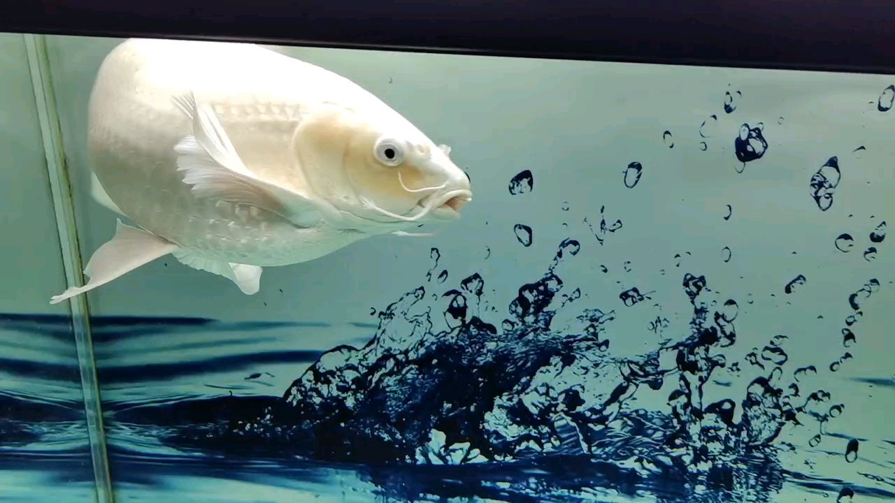 普身蝴蝶鯉 普身蝴蝶鯉 龍魚論壇