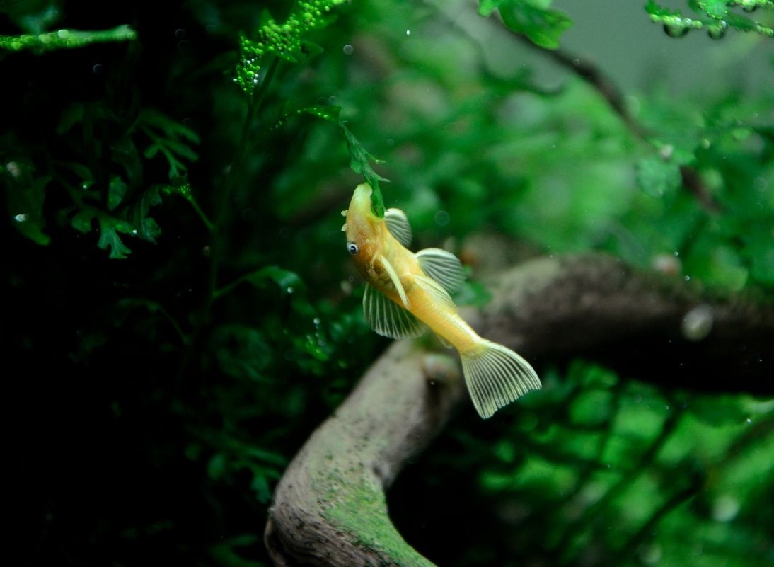60缸小景