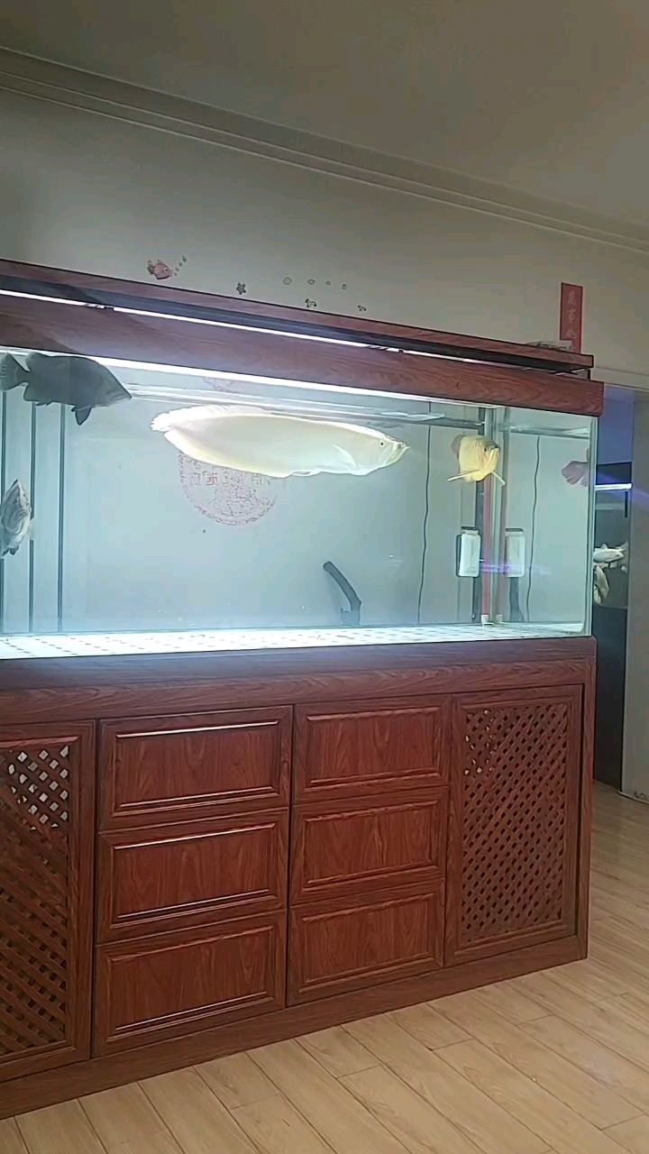 正月十七 正月十七 龍魚論壇