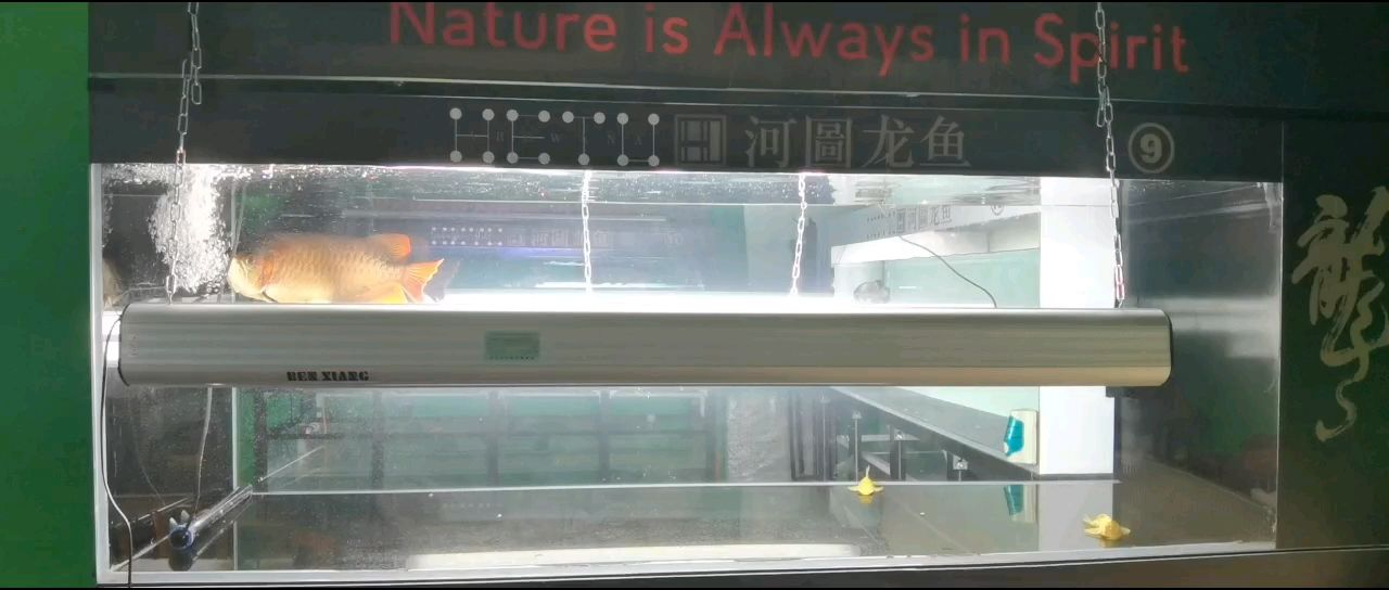 上側燈最好就是透缸 上側燈最好就是透缸 龍魚論壇