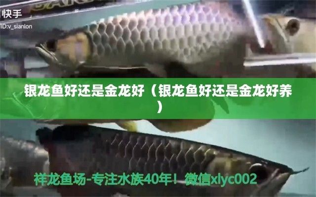 銀龍魚與金龍魚風水差異：金龍魚與銀龍魚的飼養技巧