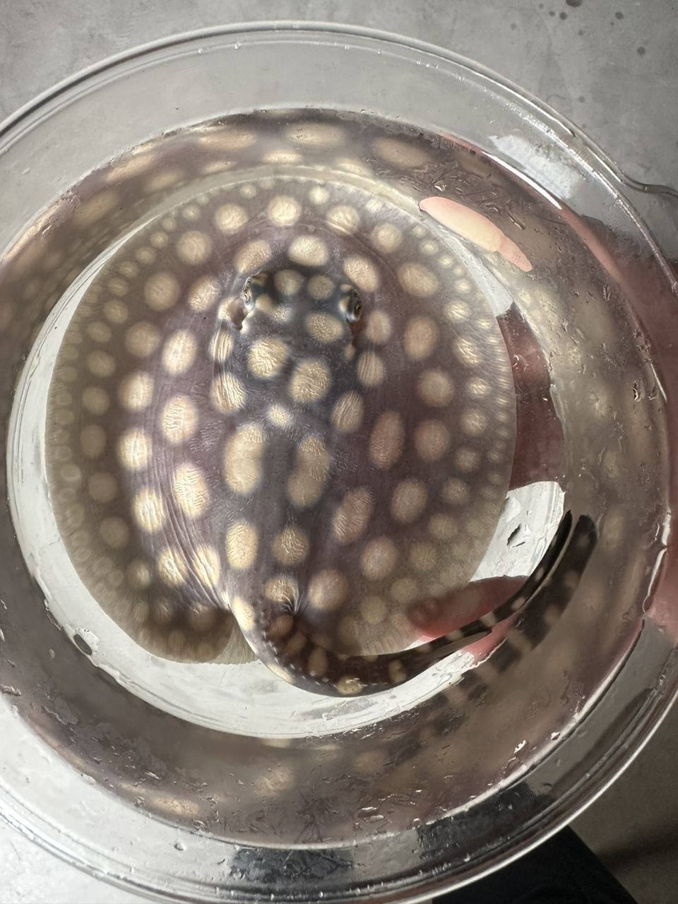 滿月小魚