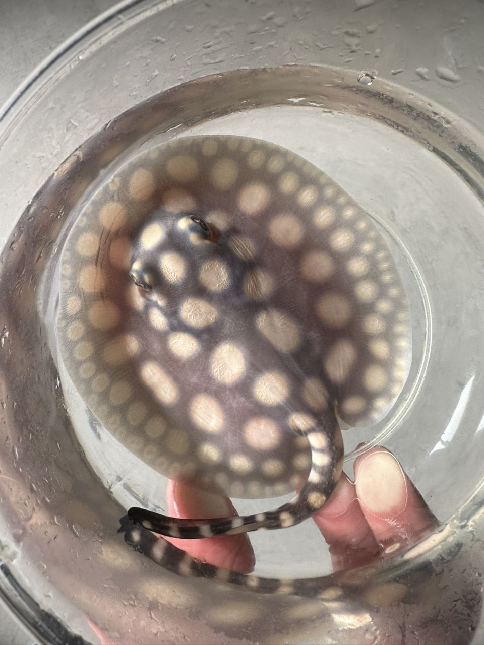滿月小魚