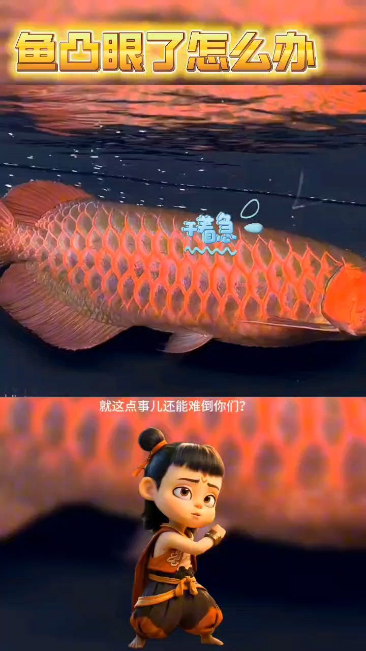 我的虎魚真菌感染了要怎么處理 龍魚凸眼怎么辦 龍魚論壇 龍魚凸眼怎么辦 龍魚凸眼怎么辦 龍魚論壇