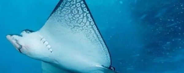 魟魚怎么吃東西：魟魚怎么吃東西，魟魚的做法