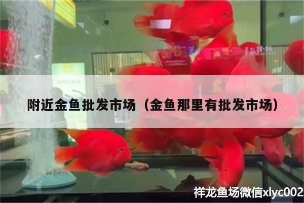 金龍魚批發銷售電話地址:金龍魚批發銷售電話及地址 金龍魚百科 第5張 金龍魚批發銷售電話地址:金龍魚批發銷售電話及地址 金龍魚批發銷售電話地址:金龍魚批發銷售電話及地址 金龍魚百科 第5張