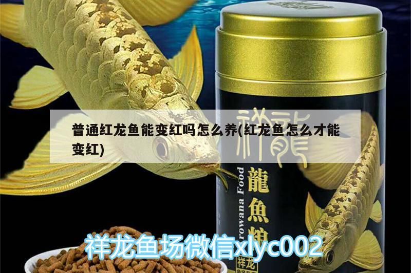 普通紅龍魚能變紅嗎怎么養(紅龍魚怎么才能變紅)