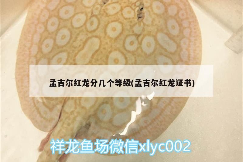 小型魚 孟吉爾紅龍分幾個等級(孟吉爾紅龍證書) 廣州孟吉爾 孟吉爾紅龍分幾個等級(孟吉爾紅龍證書) 孟吉爾紅龍分幾個等級(孟吉爾紅龍證書) 廣州孟吉爾