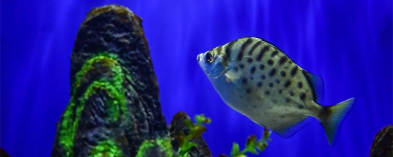 魚塘消毒生石灰用量是多少魚塘消毒用哪些藥物 魚塘消毒生石灰用量是多少魚塘消毒用哪些藥物 黃金貓魚百科
