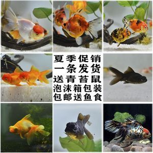 大眼睛的觀賞魚是什么魚類(大眼睛的觀賞魚是指那些眼睛相對較大的魚類) 一方水族 第4張 大眼睛的觀賞魚是什么魚類(大眼睛的觀賞魚是指那些眼睛相對較大的魚類) 大眼睛的觀賞魚是什么魚類(大眼睛的觀賞魚是指那些眼睛相對較大的魚類) 一方水族 第4張