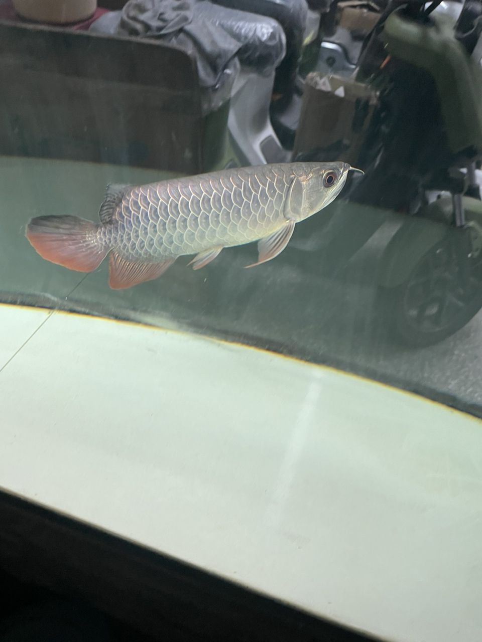 算是半金頭嗎？