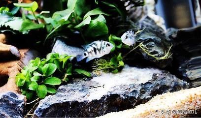 虎魚(yú)產(chǎn)卵照片：關(guān)于虎魚(yú)產(chǎn)卵照片的詳細(xì)介紹