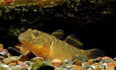 虎魚(yú)產(chǎn)卵照片：關(guān)于虎魚(yú)產(chǎn)卵照片的詳細(xì)介紹