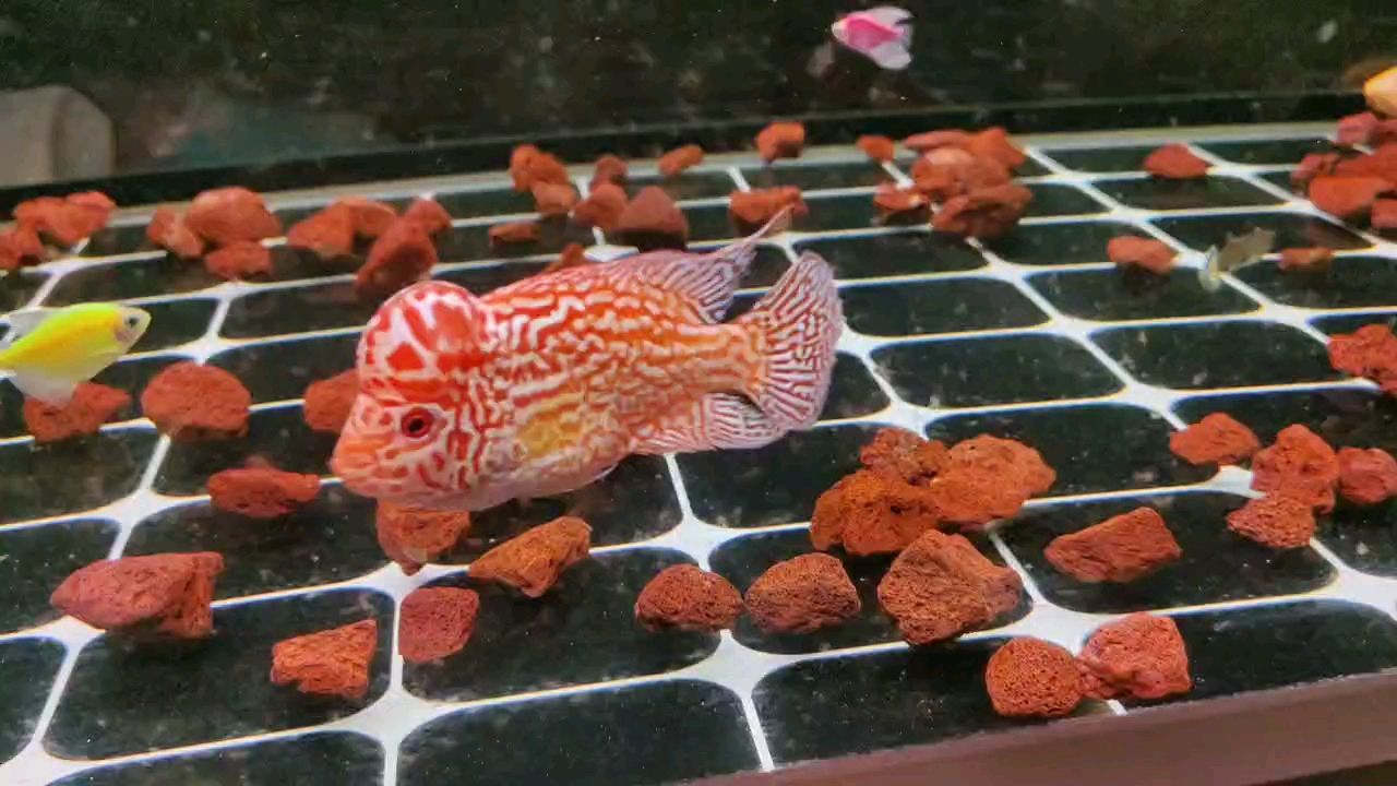 半個月了感覺頭大了不少 半個月了感覺頭大了不少 龍魚論壇