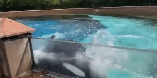 水族館店鋪里有什么動物嗎：水族館商店中可能有的動物及其詳細信息