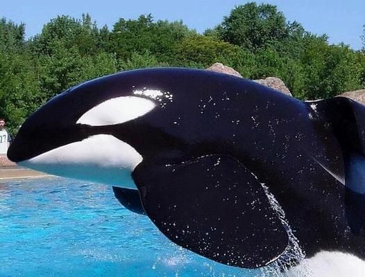 水族館店鋪里有什么動物嗎：水族館商店中可能有的動物及其詳細信息